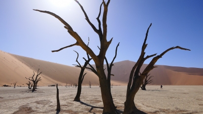 Deadvlei Sossusvlei Namibia (Alexander Mirschel)  Copyright 
Infos zur Lizenz unter 'Bildquellennachweis'